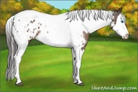 Horse Color:Bay Splash Tobiano Appaloosa  Brindle