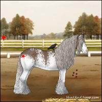 Horse Color:White Spotted Silver Black 