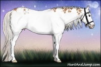 Horse Color:White Spotted Silver Bay 