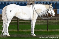 Horse Color:Silver Brown Ice Roan Dun Splash Tobiano Blanket Rabicano 