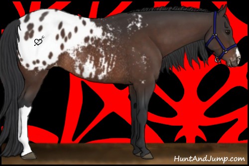 Horse Color:Brown Appaloosa Rabicano
