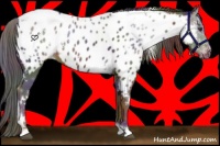 Horse Color:Nacre White Spotted Liver Chestnut Appaloosa 