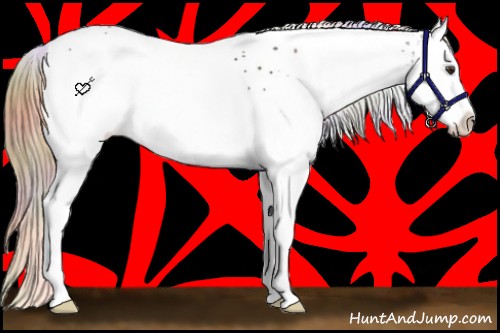 Horse Color:Nacre White Spotted Liver Chestnut Splash 