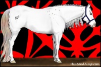 Horse Color:Nacre White Spotted Liver Chestnut Splash 