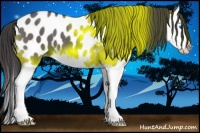 Horse Color:Grullo Splash Appaloosa 