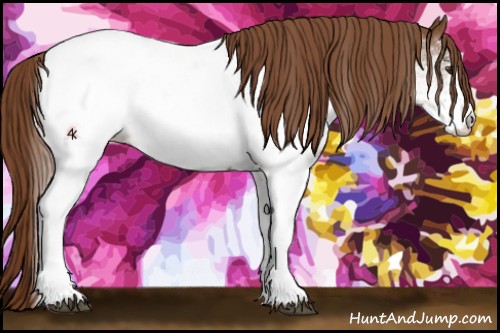 Horse Color:White Spotted Chestnut Appaloosa 