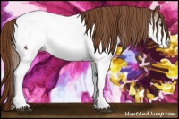 Horse Color:White Spotted Chestnut Appaloosa 