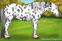 Horse Color:Liver Chestnut Appaloosa