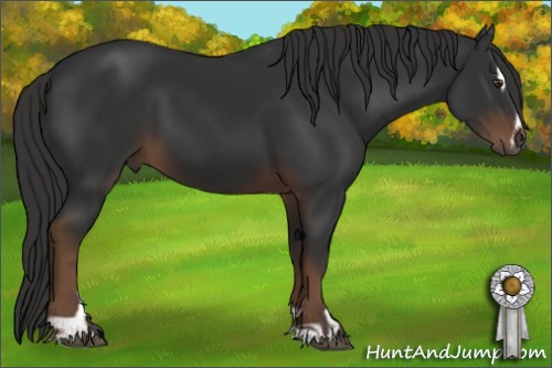 Horse Color:Liver Chestnut Sabino 