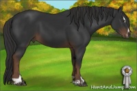 Horse Color:Liver Chestnut Sabino