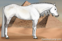 Horse Color:Gray Bay Onyx Sabino Splash 