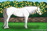 Horse Color:Bay Splash Tobiano Near Leopard  Brindle
