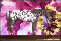 Horse Color:White Spotted Liver Chestnut Appaloosa 