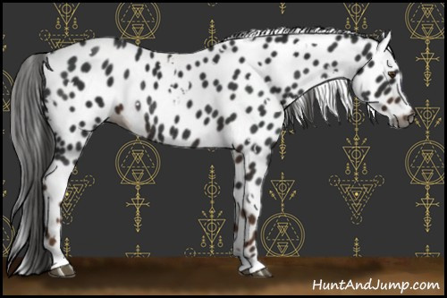 Horse Color:Gray White Spotted Liver Chestnut Appaloosa Rabicano