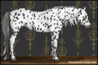 Horse Color:Gray White Spotted Liver Chestnut Appaloosa Rabicano 