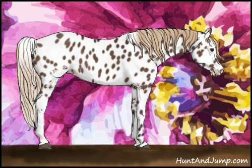 Horse Color:White Spotted Liver Chestnut Appaloosa Rabicano 