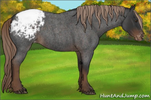 Horse Color:Liver Red Roan Appaloosa 