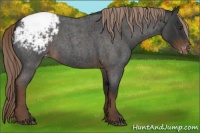 Horse Color:Liver Red Roan Appaloosa 