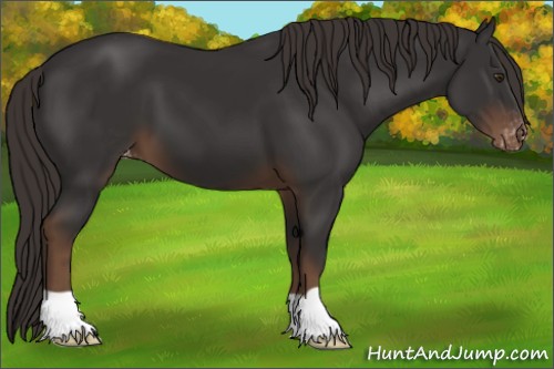 Horse Color:Liver Chestnut Appaloosa