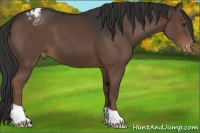 Horse Color:Liver Chestnut Varnish 