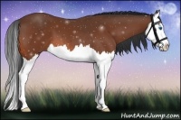 Horse Color:Bay Splash 