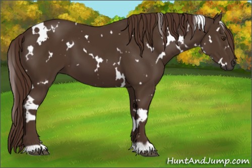 Horse Color:White Spotted Liver Chestnut 