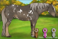 Horse Color:White Spotted Chocolate Palomino