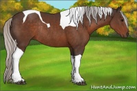 Horse Color:Silver Brown Tobiano Rabicano