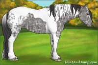 Horse Color:Black Ice Tobiano Varnish 