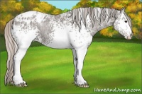 Horse Color:White Spotted Silver Black Ice Appaloosa