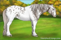 Horse Color:White Spotted Silver Black Appaloosa