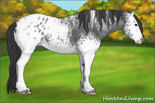 Horse Color:White Spotted Black Ice Appaloosa