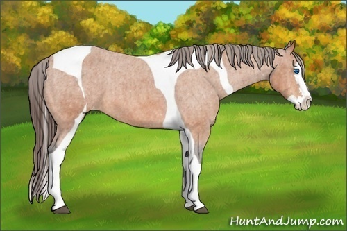 Horse Color:Bay Splash Tobiano Appaloosa  Brindle