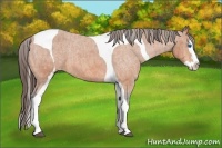 Horse Color:Bay Splash Tobiano Appaloosa  Brindle