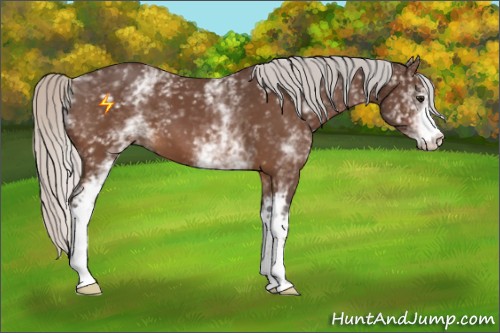 Horse Color:White Spotted Silver Bay 