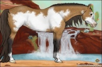 Horse Color:Buckskin Sabino Frame Appaloosa