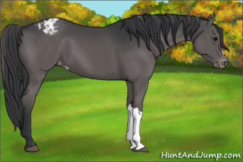 Horse Color:Black Appaloosa 