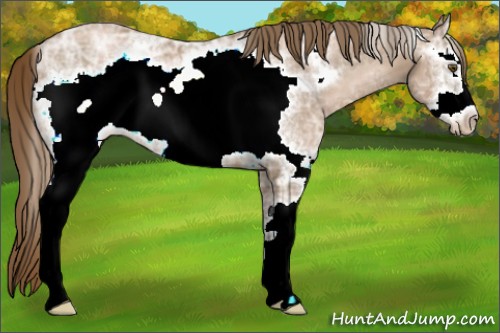 Horse Color:White Spotted Liver Chestnut Ice Pearl Frame Rabicano 