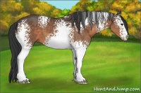 Horse Color:White Spotted Buckskin