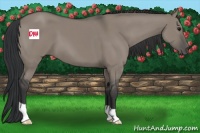 Horse Color:Grullo 