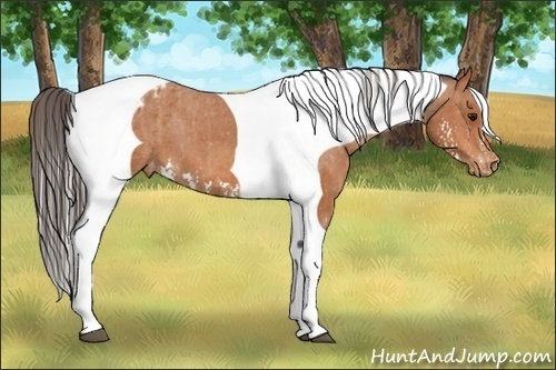 Horse Color:Bay Splash Tobiano Varnish  Brindle