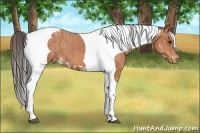 Horse Color:Bay Splash Tobiano Varnish  Brindle
