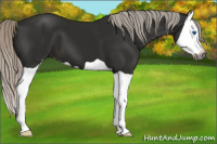 Horse Color:Gray Silver Black Splash 