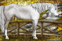 Horse Color:Gray Black 