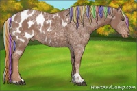Horse Color:Painted Chestnut Ice Sabino Appaloosa 