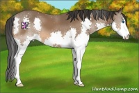 Horse Color:Bay Splash 