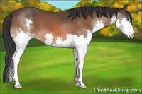 Horse Color:Bay Splash 