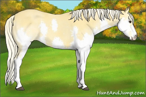 Horse Color:Palomino Splash 