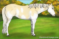 Horse Color:Palomino Splash 