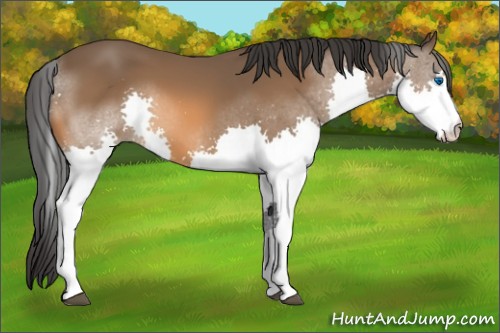 Horse Color:Bay Splash 